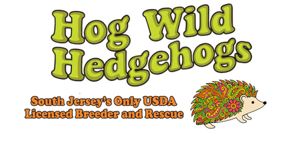 Hog Wild Hedgehogs - Baby Hedgehogs For Sale in South Jersey